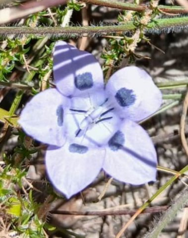 Roella species, maybe ciliata